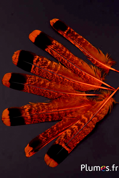 Gélinotte des bois - 11-13 cm - orange-noir